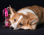 Собаки в Москве: вельш корги пемброк щенки от чемпиона Мальчик, 80 000 руб. - фото 4