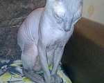Кошки в Ижевске: Кот для вязки, 1 000 руб. - фото 3