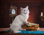Кошки в Уфе: Синеглазые сибирские котята, 36 000 руб. - фото 1