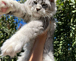 Кошки в Тихорецке: Котята мейн-кун Девочка, 60 000 руб. - фото 3