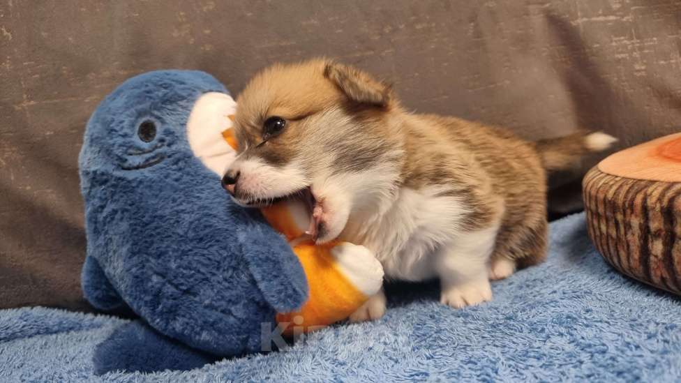 Собаки в Москве: Элитный щенок Мальчик, 85 000 руб. - фото 2