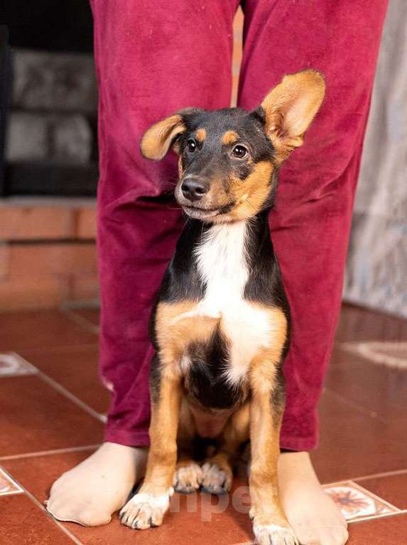 Собаки в Москве: Милейшая обаяшка девочка-щенок Люси ищет дом Девочка, Бесплатно - фото 4