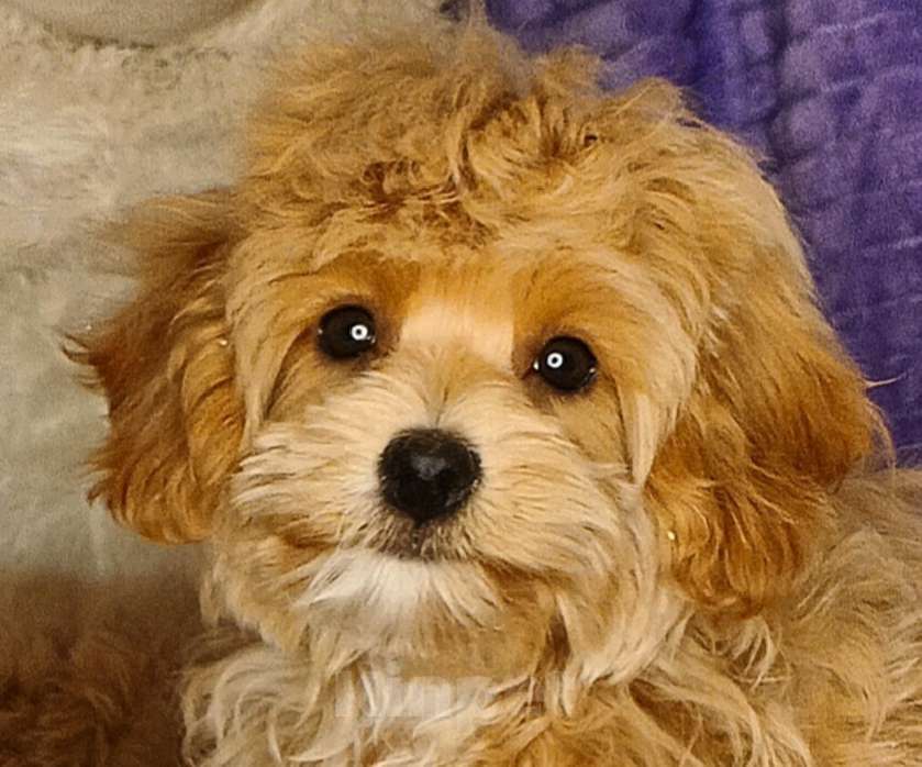 Собаки в Москве: Мальтипу ф1 мини мальчики Мальчик, 60 000 руб. - фото 2