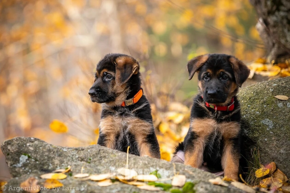 Собаки в Екатеринбурге: Щенки Девочка, Бесплатно - фото 7