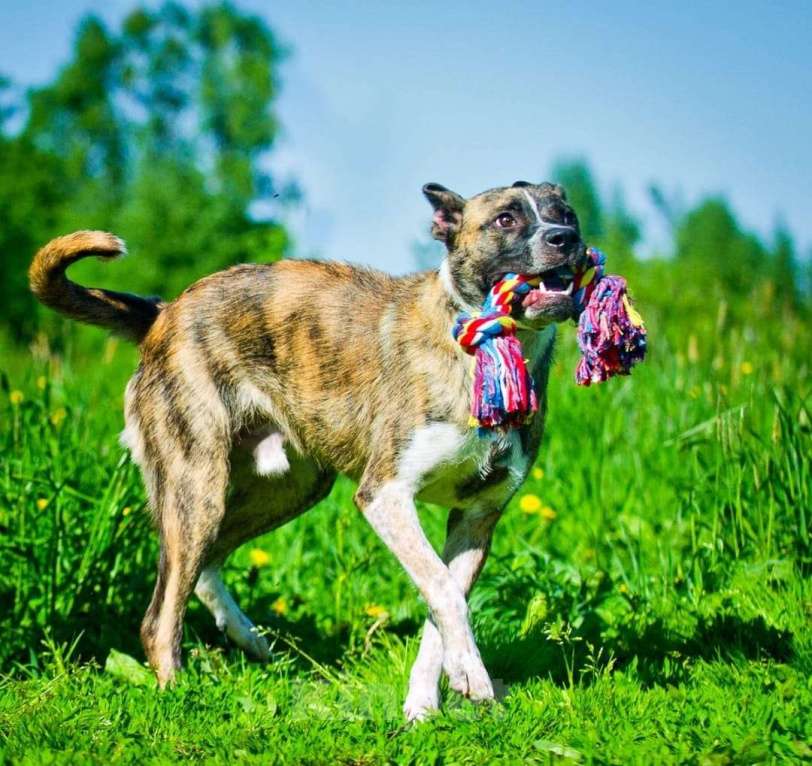 Собаки в Люберцах: Очень нужен дом нежному Баксу Мальчик, Бесплатно - фото 8