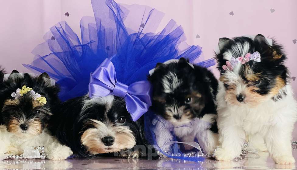 Собаки в Котельнике: Бивер терьер и Бивер блю Даймонд  Мальчик, 50 000 руб. - фото 8