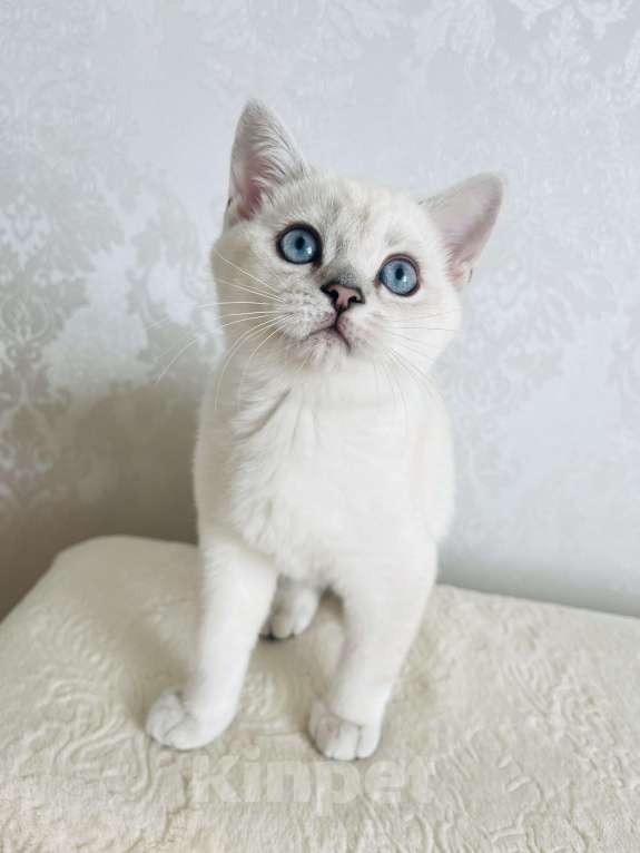 Кошки в Калининграде: Продается котенок Мальчик, 25 000 руб. - фото 4