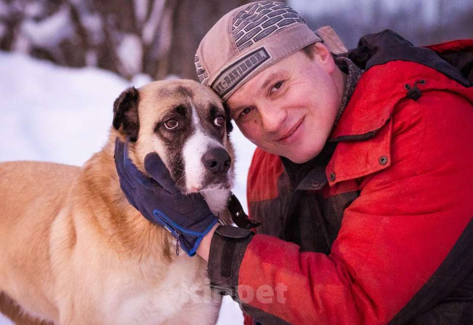 Собаки в Москве: Ханна ждёт своих людей в приюте Девочка, Бесплатно - фото 4