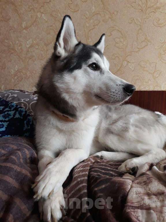 Собаки в Кемерово: Вязка, 1 руб. - фото 1