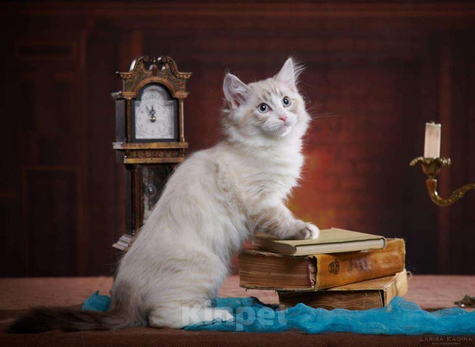 Кошки в Уфе: Синеглазые сибирские котята, 36 000 руб. - фото 1