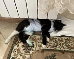 Кошки в Москве: Кошка Муся ищет дом Девочка, Бесплатно - фото 3