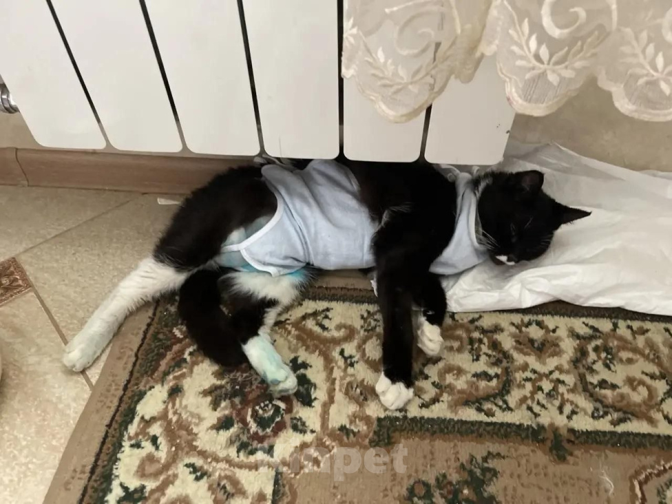 Кошки в Москве: Кошка Муся ищет дом Девочка, Бесплатно - фото 3