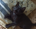 Кошки в Вологде: Котик 1,5 мес Мальчик, Бесплатно - фото 1