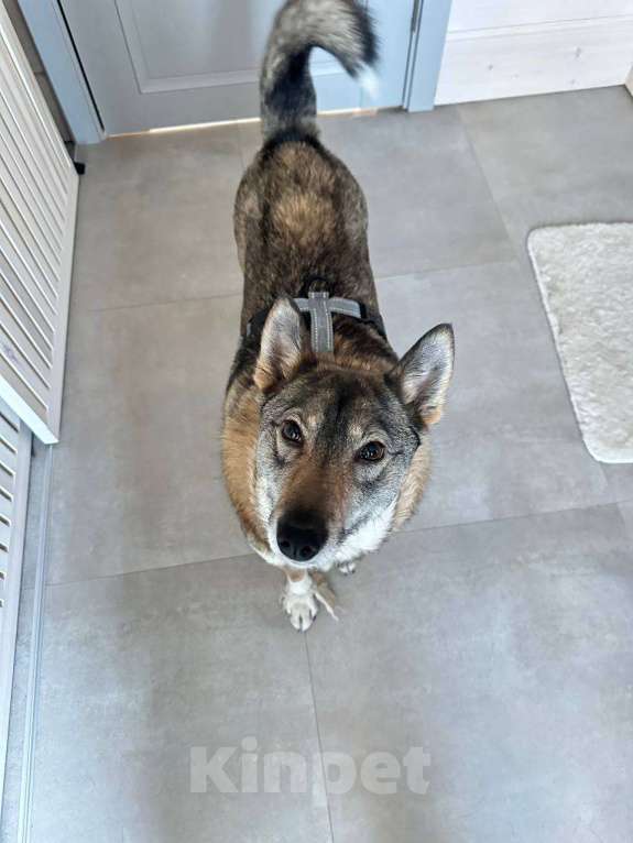 Собаки в Москве: Булка в добрые руки Девочка, Бесплатно - фото 3