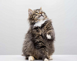 Кошки в Москве: котенок Мячик Мальчик, Бесплатно - фото 4