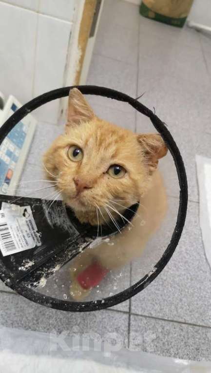 Кошки в Москве: Самый несчастный и самый ласковый кот Билли Уизли ищет дом Мальчик, 1 руб. - фото 6