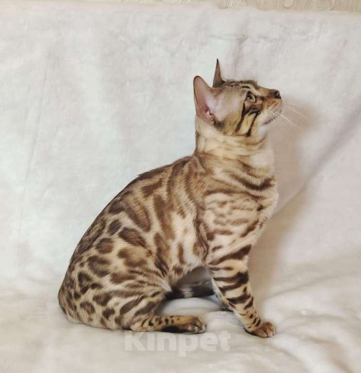 Кошки в Москве: Бенгальский котик  Мальчик, Бесплатно - фото 6