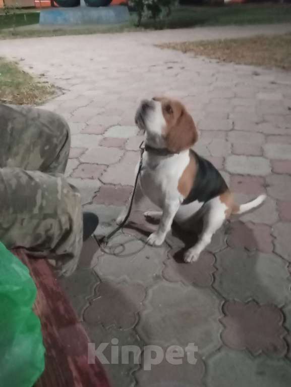 Собаки в Энгельс: Бигль Девочка, 15 000 руб. - фото 2