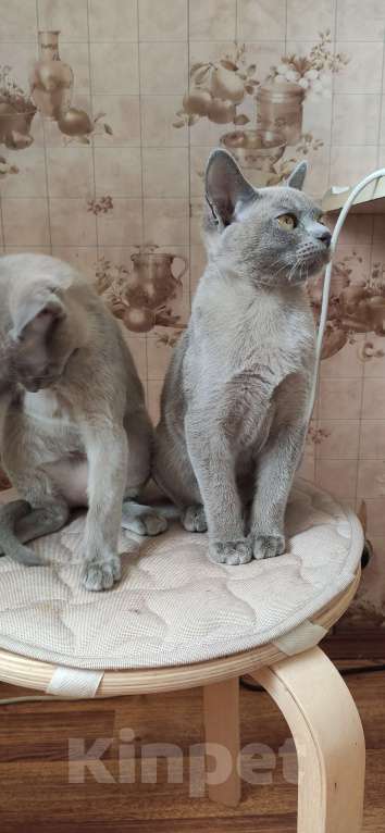 Кошки в Москве: Бурманские котята Девочка, 50 000 руб. - фото 2