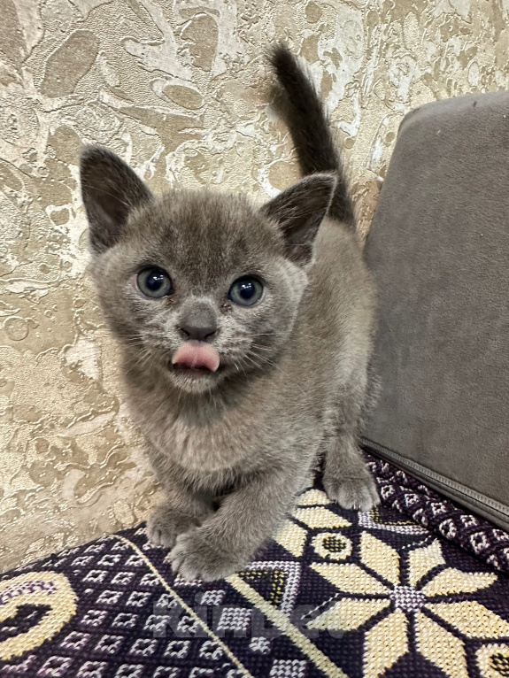 Кошки в Симферополе: Котенок европейской бурмы Девочка, 50 000 руб. - фото 7