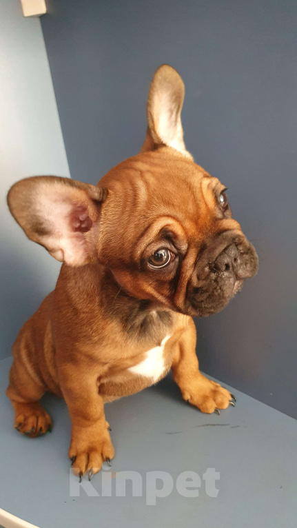 Собаки в Москве: Замечательный мальчик Мальчик, 70 000 руб. - фото 3