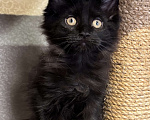 Кошки в Санкт-Петербурге: Необычайно милейшая девочка Девочка, 45 000 руб. - фото 2