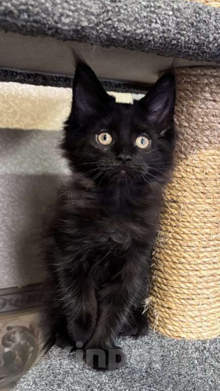 Кошки в Санкт-Петербурге: Необычайно милейшая девочка Девочка, 45 000 руб. - фото 2