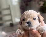 Собаки в Волгограде: Милая девочка Lizzi  Девочка, 140 000 руб. - фото 1