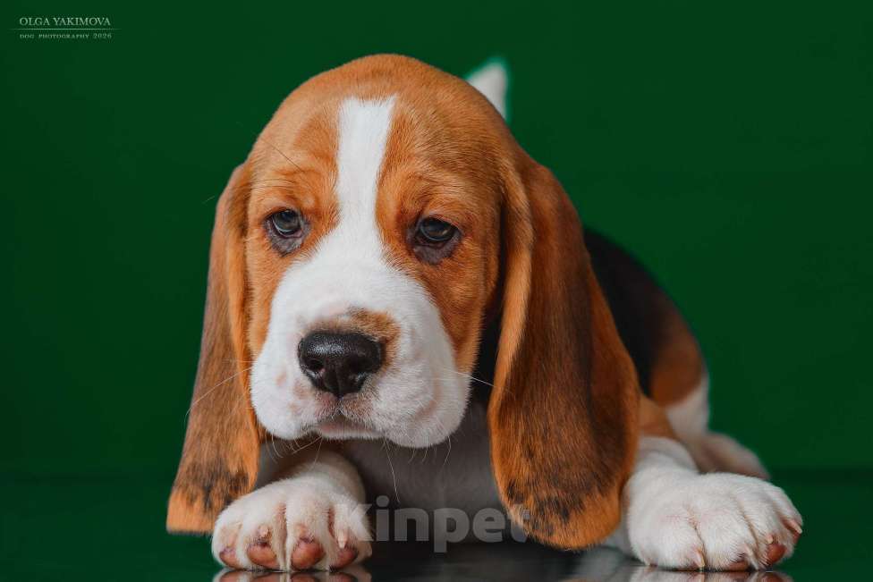 Собаки в Армавире: БИГЛЬ ЩЕНОК Мальчик, 60 000 руб. - фото 1