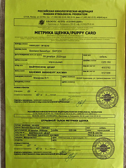 Продаются щенки немецкой овчарки.