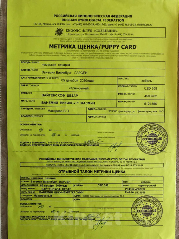 Собаки в Приморско-Ахтарске: Продаются щенки немецкой овчарки. Разнополые, Бесплатно - фото 10