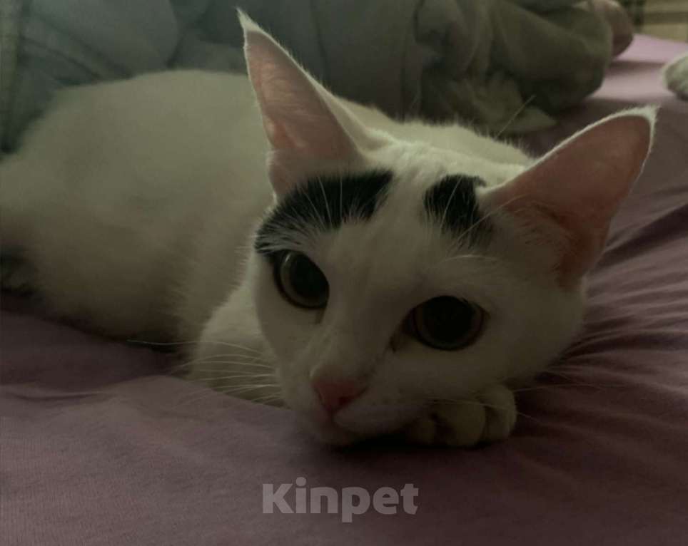 Кошки в Москве: Кошка в добрые руки Девочка, Бесплатно - фото 1