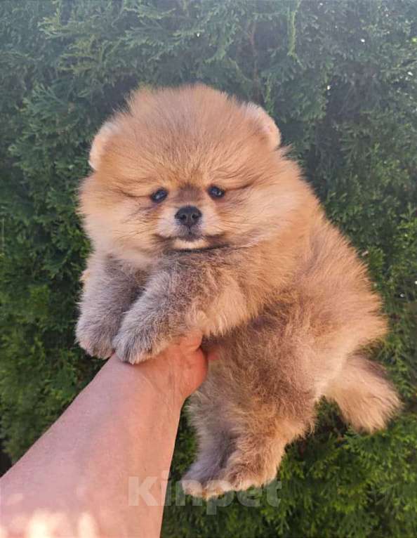 Собаки в Москве: щенки шпица Мальчик, 15 000 руб. - фото 3