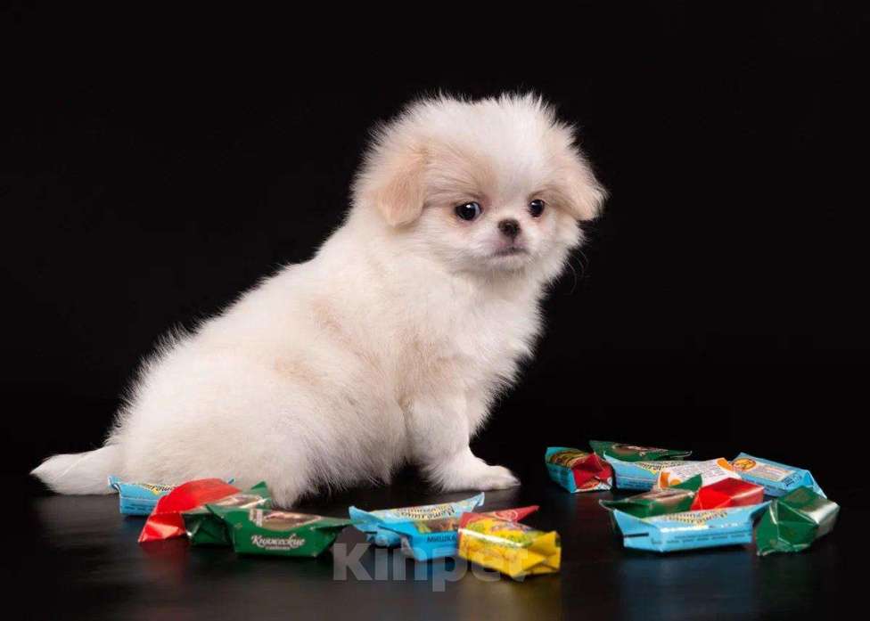 Собаки в других городах Нижегородской области: Щенки породы японский хин Девочка, Бесплатно - фото 5