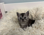 Кошки в Москве: продаю милейшую девочку  Девочка, 15 000 руб. - фото 2