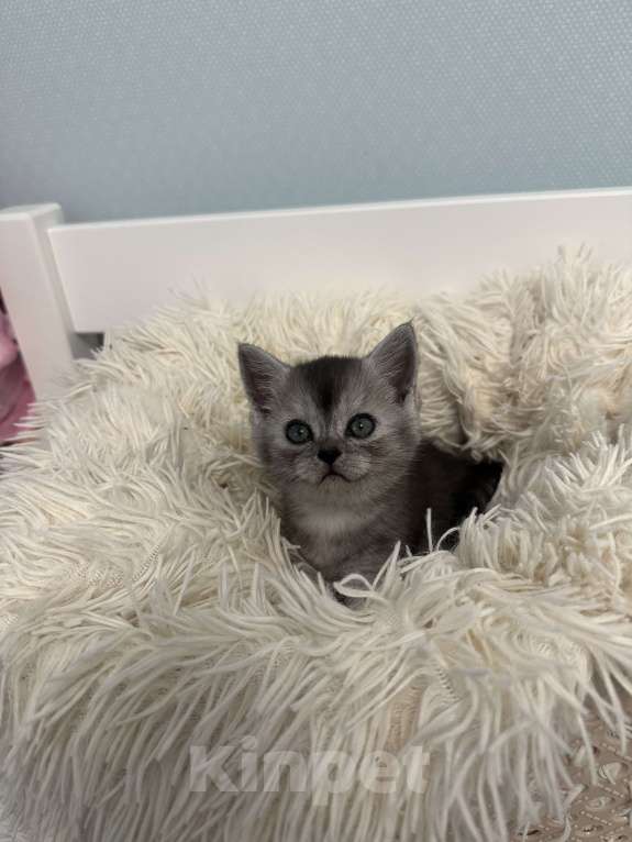 Кошки в Москве: продаю милейшую девочку  Девочка, 15 000 руб. - фото 2