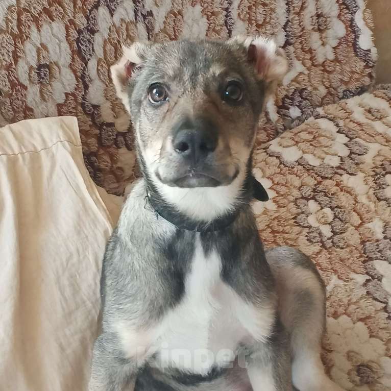 Собаки в Москве: Мини собака в добрые руки.  Девочка, 1 руб. - фото 3