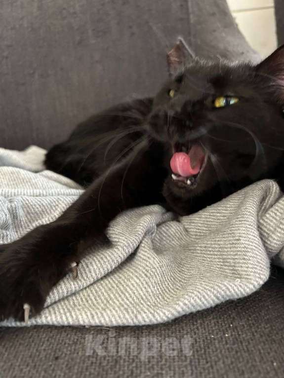 Кошки в Москве: Ищет дом прекрасная кошка Сабрина. Девочка, Бесплатно - фото 2