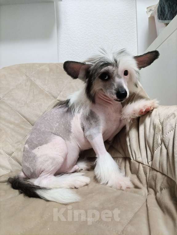 Собаки в Санкт-Петербурге: Предлагаются голые мальчики китайской хохлатой собаки Мальчик, 30 000 руб. - фото 4