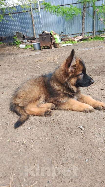 Собаки в других городах Московской области: Щенки немецкой овчарки Девочка, 60 000 руб. - фото 2