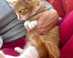 Кошки в Москве: Роскошные домашние котята-девочки в добрые руки Девочка, 10 руб. - фото 1