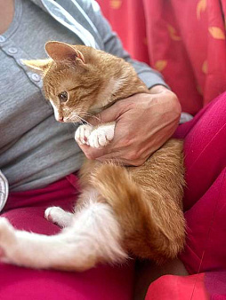 Объявление: Роскошные домашние котята-девочки в добрые руки, 10 руб., Москва
