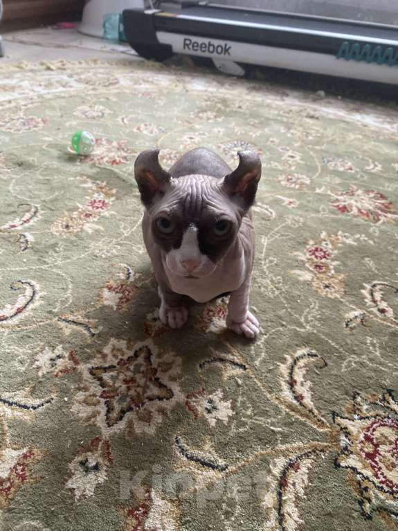 Кошки в Балашихе: Котенок Эльф Девочка, 15 000 руб. - фото 1