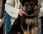 Собаки в Москве: Щенки немецкой овчарки  Мальчик, 55 000 руб. - фото 1