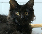 Кошки в Санкт-Петербурге: Чисто черный мальчик Мейн-Кун Мальчик, 40 000 руб. - фото 4