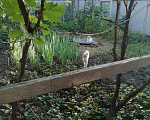 Кошки в Краснодаре: Кот для вязки, 700 руб. - фото 10