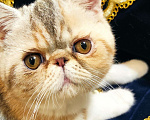 Кошки в Омутнинске: Плюшки экзоты котята, 14 000 руб. - фото 6