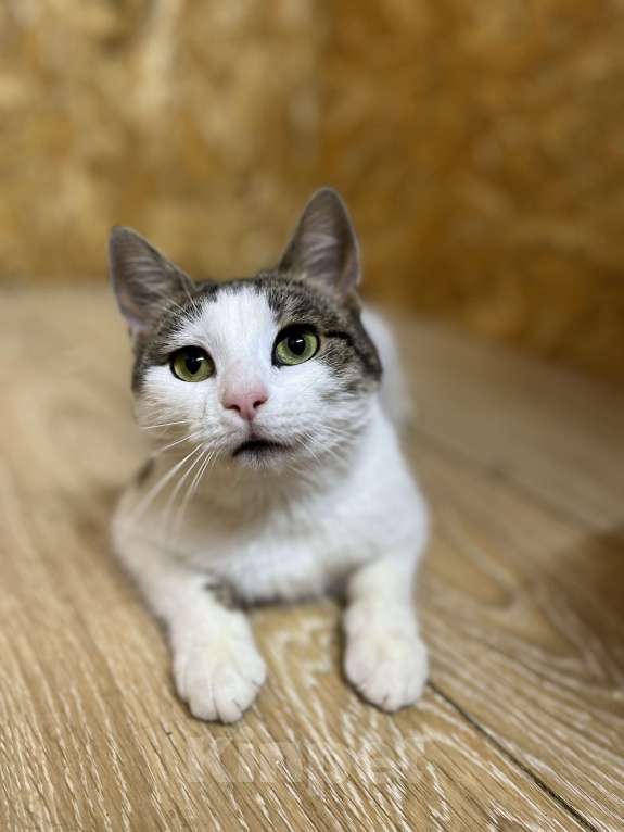 Кошки в Москве: Замечательная кошка Плюша в поиске дома Девочка, Бесплатно - фото 7