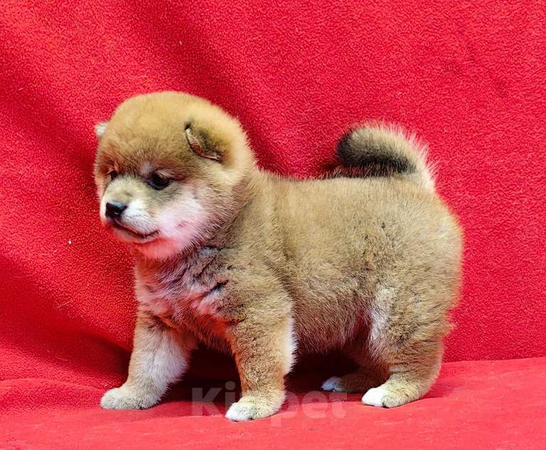 Собаки в Москве: Сиба ину. Девочка. Девочка, 70 000 руб. - фото 4