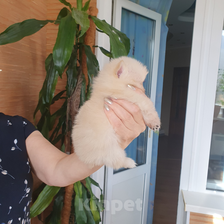 Собаки в Сургуте: Продажа щенков Разнополые, 40 000 руб. - фото 4